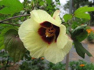もも おはようございます 8 30誕生花 ワタ 花言葉 優秀 別名コットン 夏の花後 初秋に出来るコットンボールが印象的です 摘みたての棉は加工前をいい 綿は繊維に加工されたものを言うそうです また種は綿実油になります