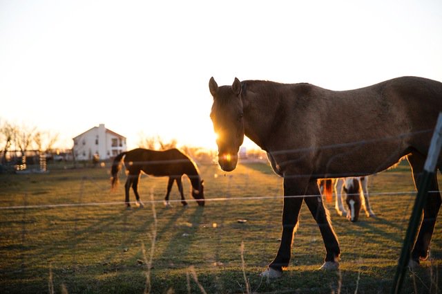 LakotaTrailers's tweet image. Imagine a morning with nothing but possibilities. Wake up tomorrow &amp;amp; live your dreams! #LOVElakota #Rodeo #HorseHour