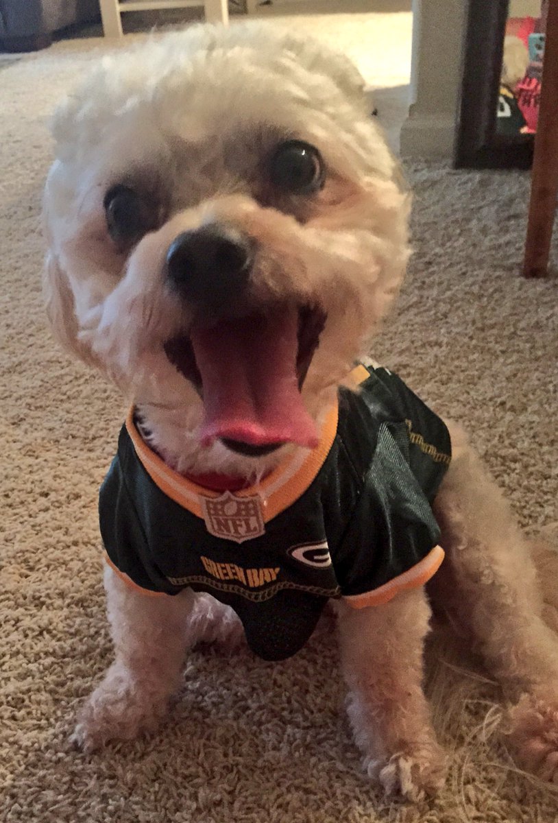 feymcdonnell's tweet photo. Look what Groban got in the mail today!!! 😍😍😍😍 #PackerDog @packers @MaryMcDonnell10 https://t.co/M3ZreBzJJ0