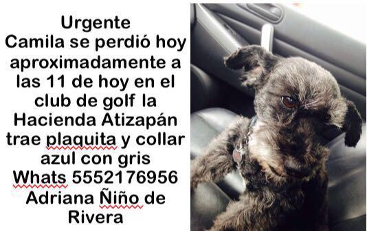 Amigos de <a href="/LasArboledas/">Las Arboledas</a> busco a Camila, ayúdenme con RT