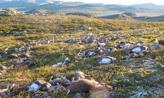 JornalOGlobo's tweet photo. Raio mata mais de 300 renas ao mesmo tempo na Noruega. https://t.co/oaq6RJp4MF https://t.co/htAtB6VZbV