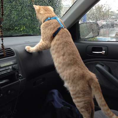 For those keeping track, I Know Where Your Cat Lives now has nearly 7 million cat photos iknowwhereyourcatlives.com/cat/ff95d99f81