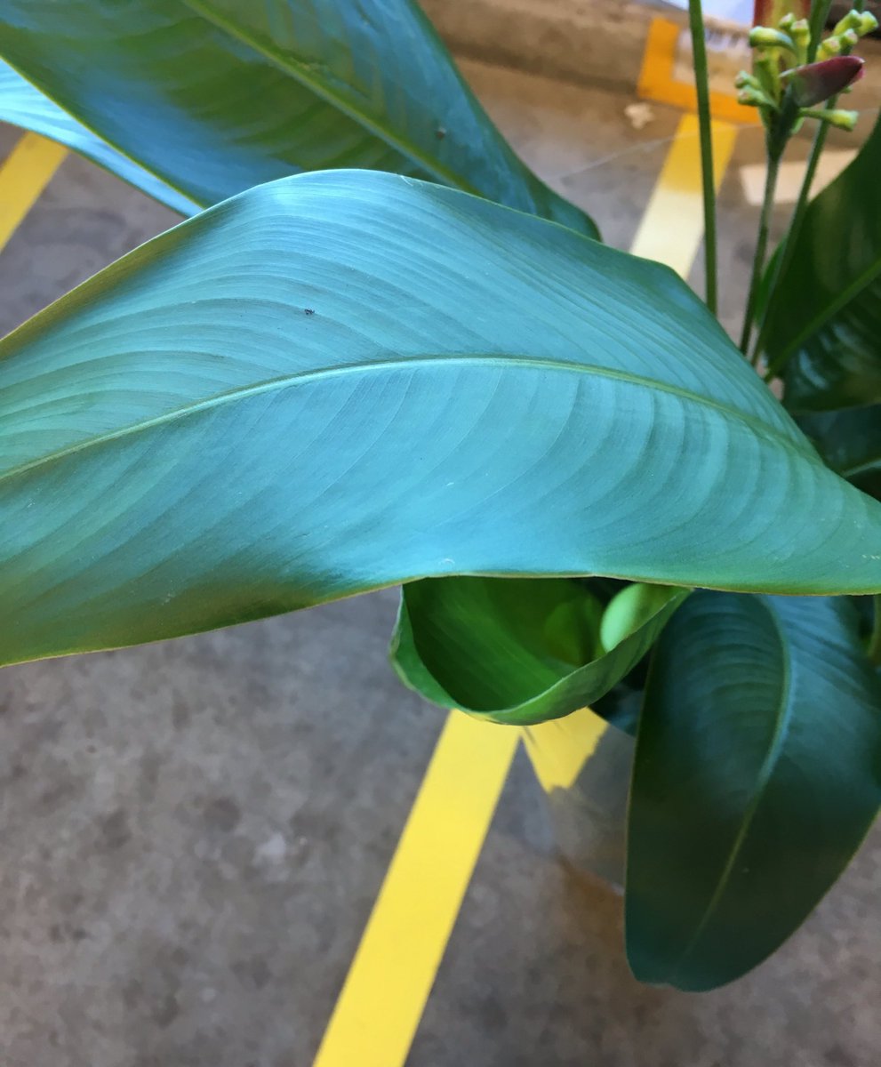 Wie weet van welke plant deze bladeren zijn? #raden #plant #voorraad #westland