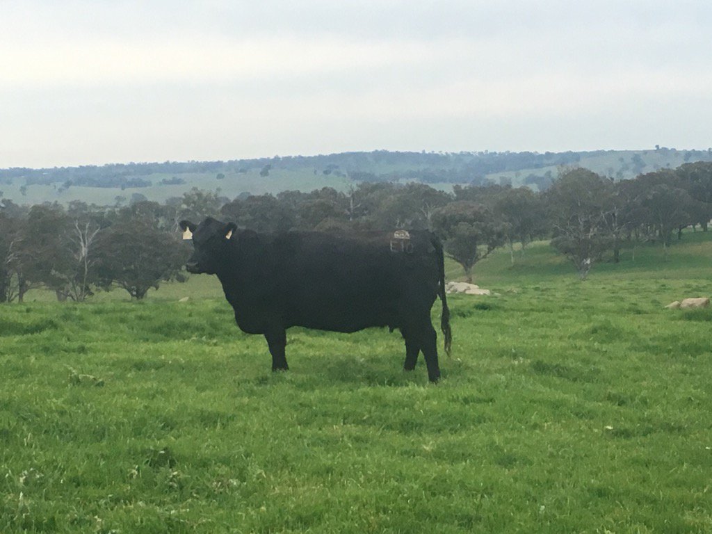 BradCavanagh2's tweet photo. Hardhat Mittagong E10 grand daughter of the great #TeMania Mittagong V254 https://t.co/iqON6HXGy2
