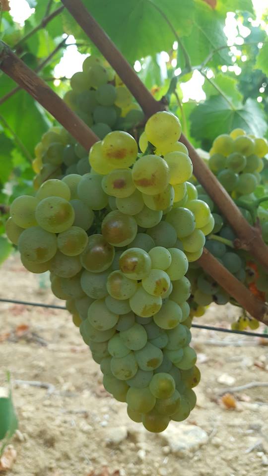 Les #vendanges 2016, c’est parti avec le #Chardonnay pour Les Collines du Bourdic ! bit.ly/2bWDDtt