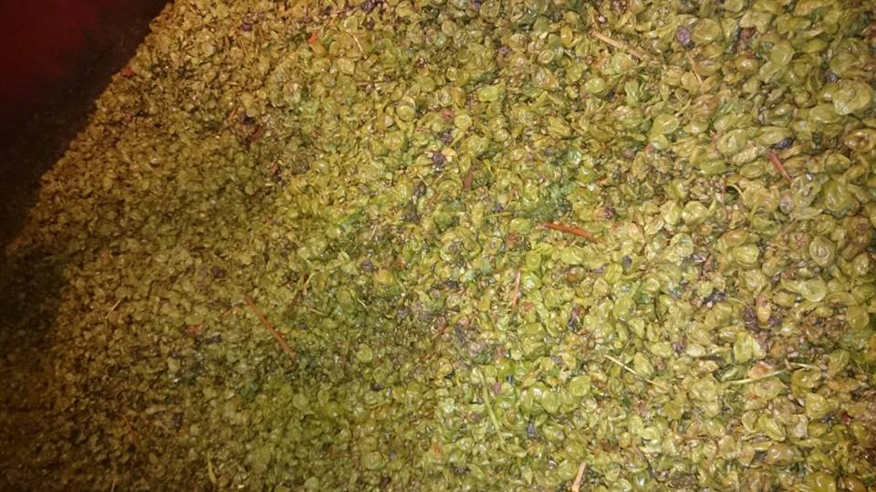 Suivez les vendanges du #millesime2016 au Château la Condamine Bertrand ! bit.ly/2bWEevb #TastePaysdOc
