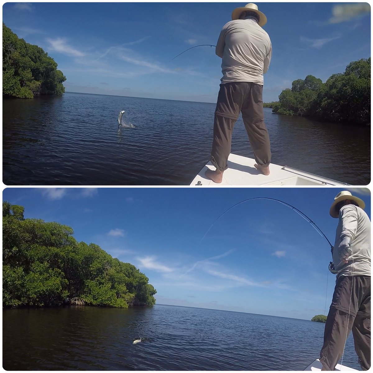 Pesca_Campeche's tweet image. Excelente día de pesca con nuestro amigo Ignacio Andrade, buenos Sabalos! #flyfishing #pescadeportivacampeche #Mx