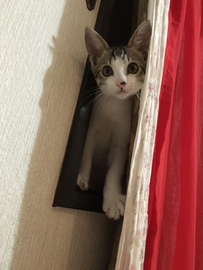 桶川猫 はてなは社長んち 猫やくざは別宅だよ 桶川猫 はてなは社長んち 猫やくざは別宅だよ
