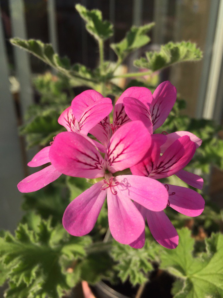 OilsandYou's tweet photo. #Scented #Leaf #Pelargoniums πΊ
-where the #essentialoil is held π
#scentedleaf #geranium #aromatherapy https://t.co/Da7PZdpiec