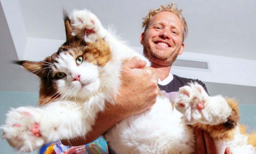 Паша воля с котом мейн кун. Саванна ашера. Кошки гиганты мейн кун. Большие коты мейн кун. Порода мейн кун мейн кун.