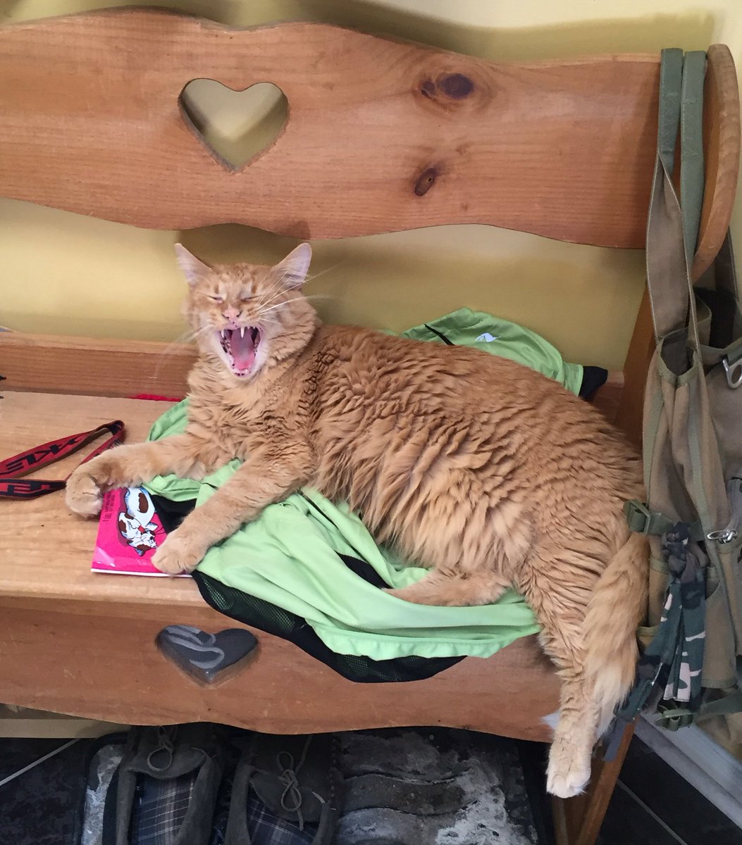 WTAPod's tweet image. My cat thought the newest podcasts were hysterical! #WTAP