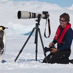 カメラがあると近寄ってくる!人やカメラに懐っこく近づいてくる皇帝ペンギンが可愛い!