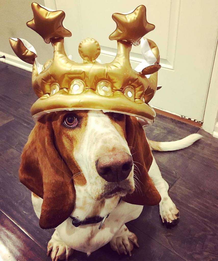 theWXwoman's tweet photo. King Walter. 👑🐶 A birthday crown for the hound. 🎉🎂 #terribletwos #toddlersandtiaras #walte… https://t.co/qh6wmcNWtW https://t.co/EBkGAImmtZ