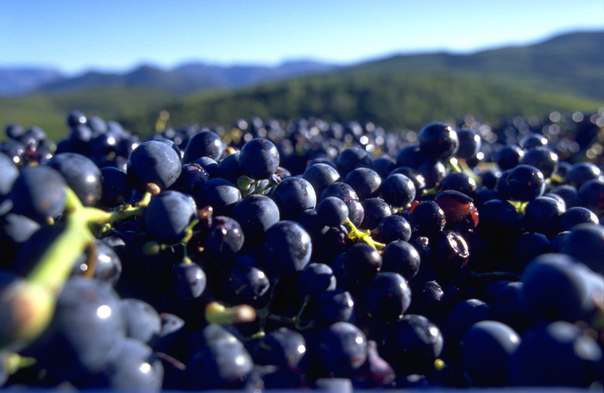 Les #vendanges sont lancées dans les #vinsdulanguedoc ! Bonne vendanges à tous ! #vin #winemorning