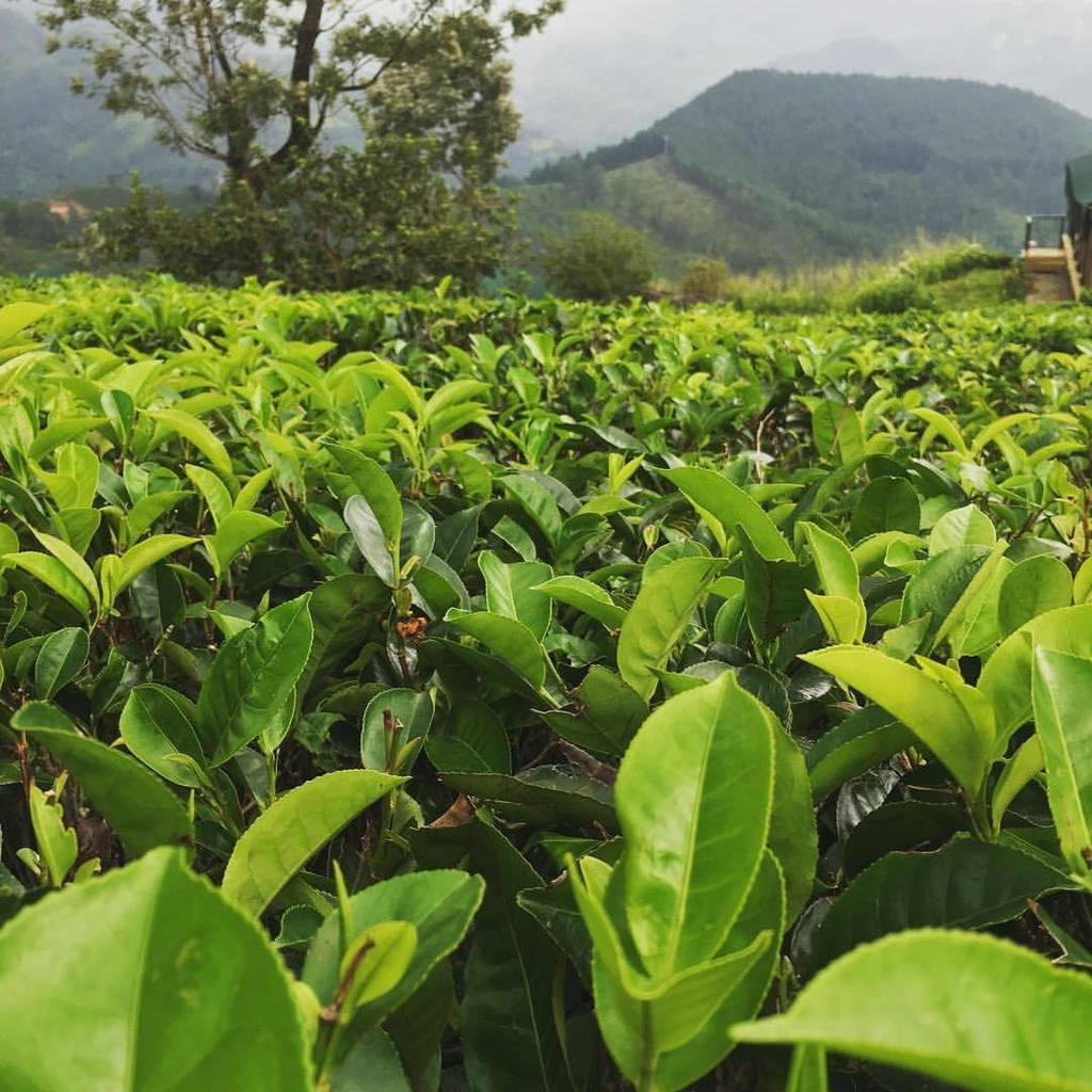 totteam's tweet photo. Finding the best organic teas here in Sri Lanka 🍃 https://t.co/Eq9m5myuxH