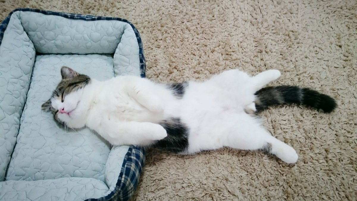 Adorable Japanese Cat Sleeps Like A Human After A Long Night Out