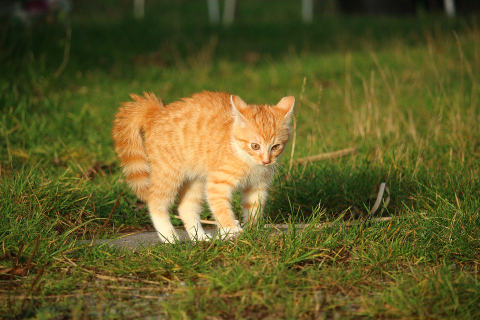 Рыжая полосатая кошка. Табби макрель рыжий. Tabby Cat рыжий. Табби кошка рыжая. Рыжий полосатый кот.