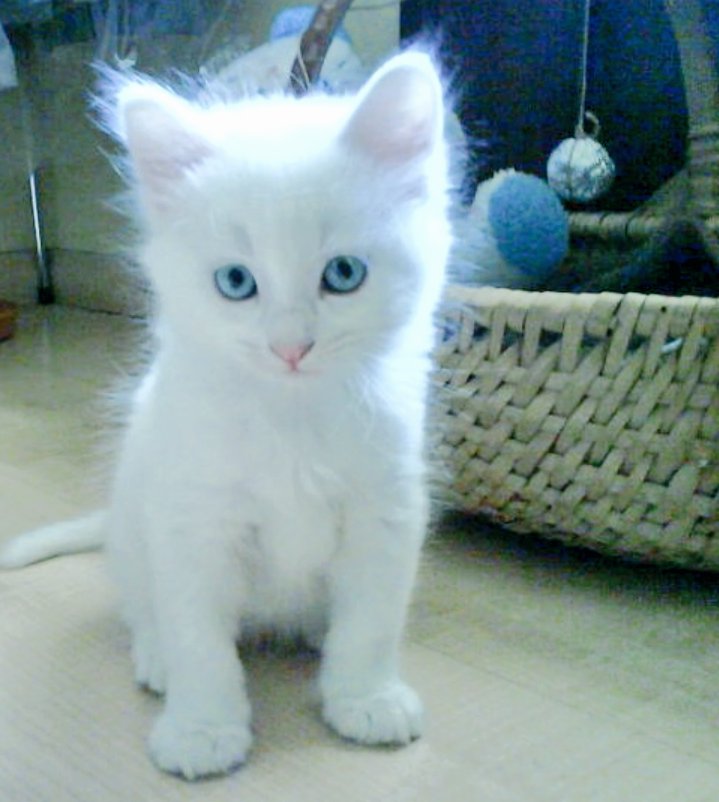 Lynaitty's tweet image. ¡Hola a todos! Os presento a Lumos, mi gatito😄