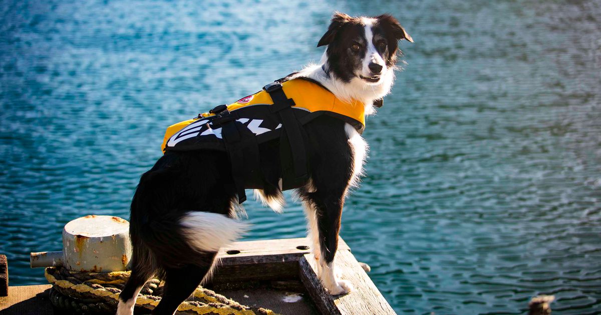 Bailey the dog has the dream job of scaring away seagulls: on.mash.to/2c4WBv6 via <a href="/mashable/">Mashable</a> #dogs
