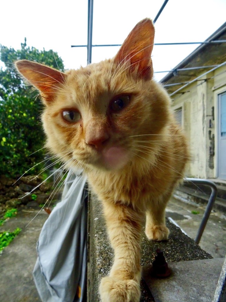 大変申し上げにくいのですが あの どいて頂けませんでしょうか えのげ