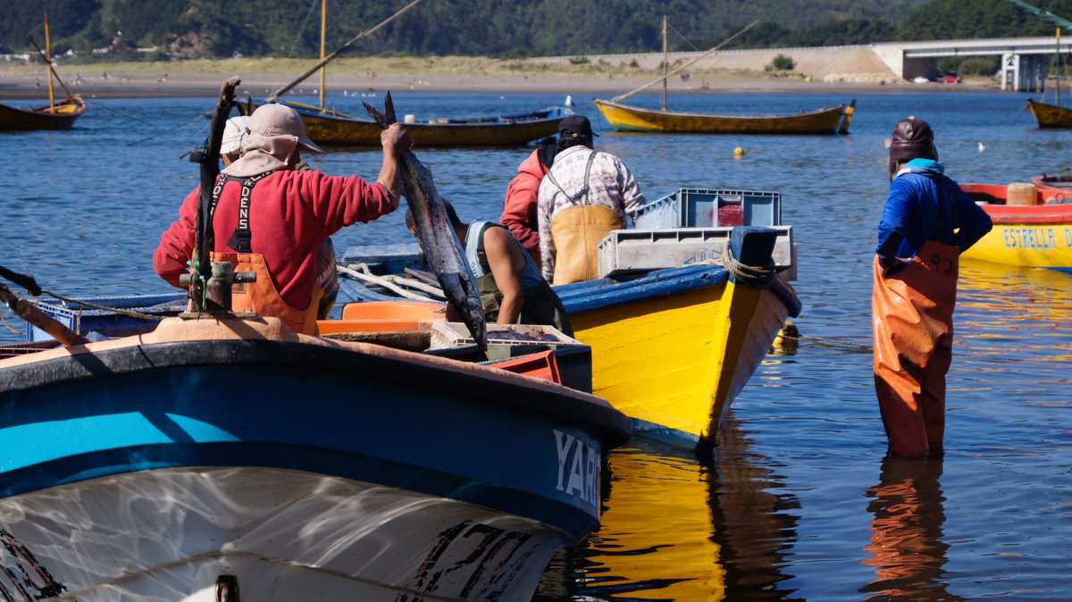 Pescadores impulsan estudio biológico y pesquero sobre la Sierra.
Más información en: bit.ly/2bywyy4