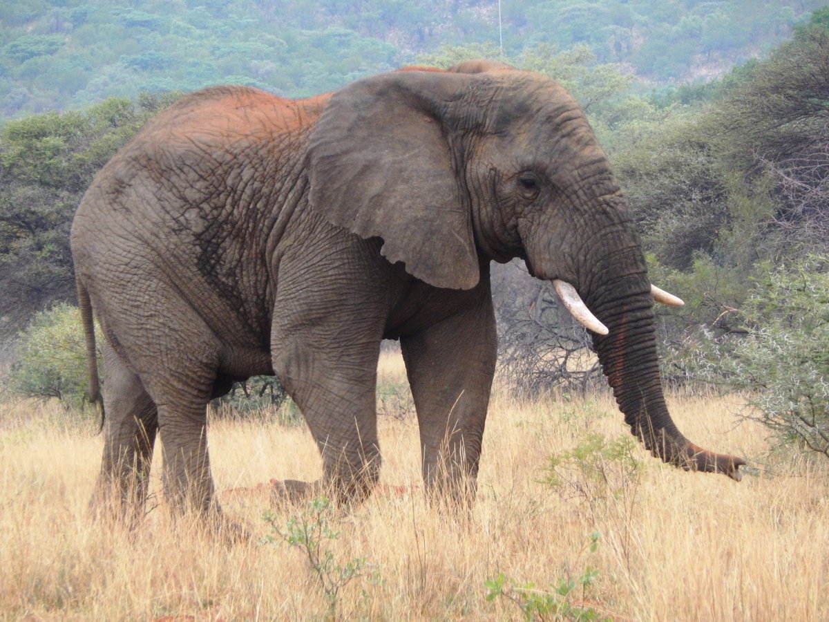 humaneworldorg's tweet photo. California bans use of bullhooks in handling captive elephants: https://t.co/FuhWswxaCc https://t.co/6bEthuYbi6