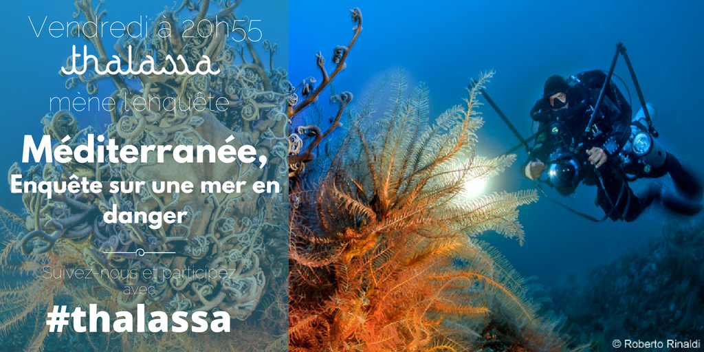 Thalassa aventures extrêmes tweet media