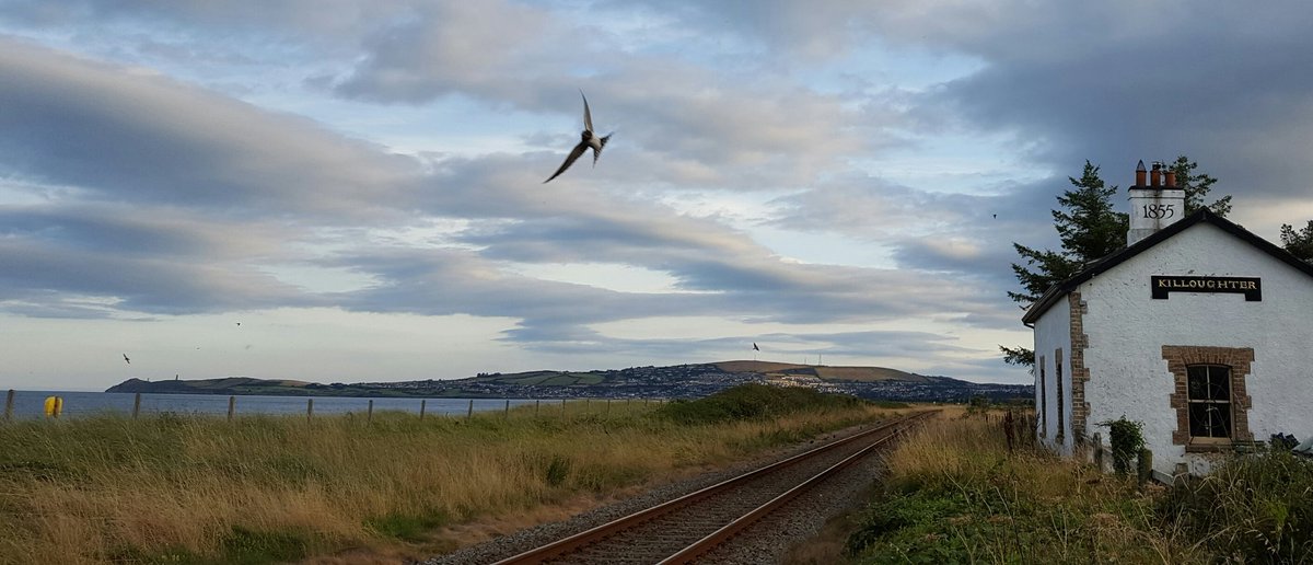 michaelore_o's tweet photo. Old train station at Killoughter, Co Wicklow. #swallows https://t.co/4BW0TD90eK