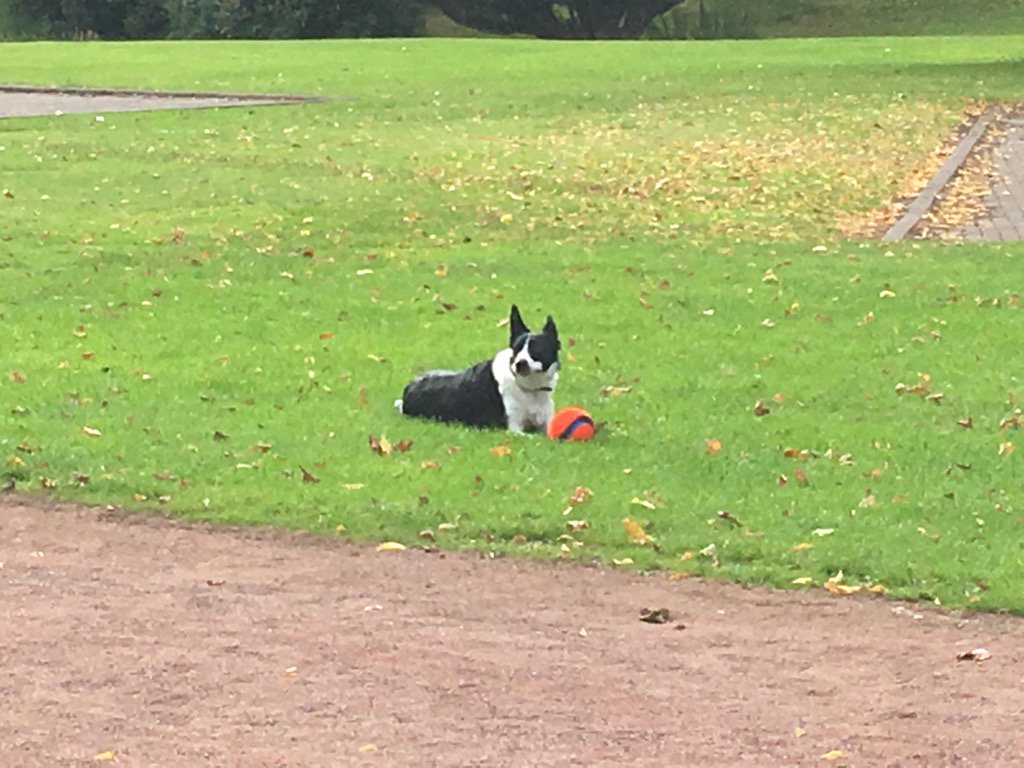 JamieTerrier's tweet photo. Happy Jess #fetchin https://t.co/RCeyHqV11X
