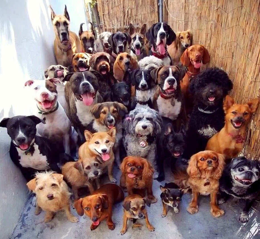 Su ji su beh......asu siji asu kabeh....