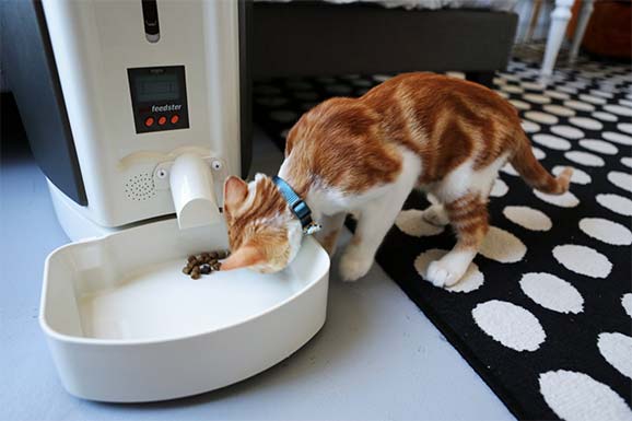 Automaticcatfeeders Hashtag On Twitter