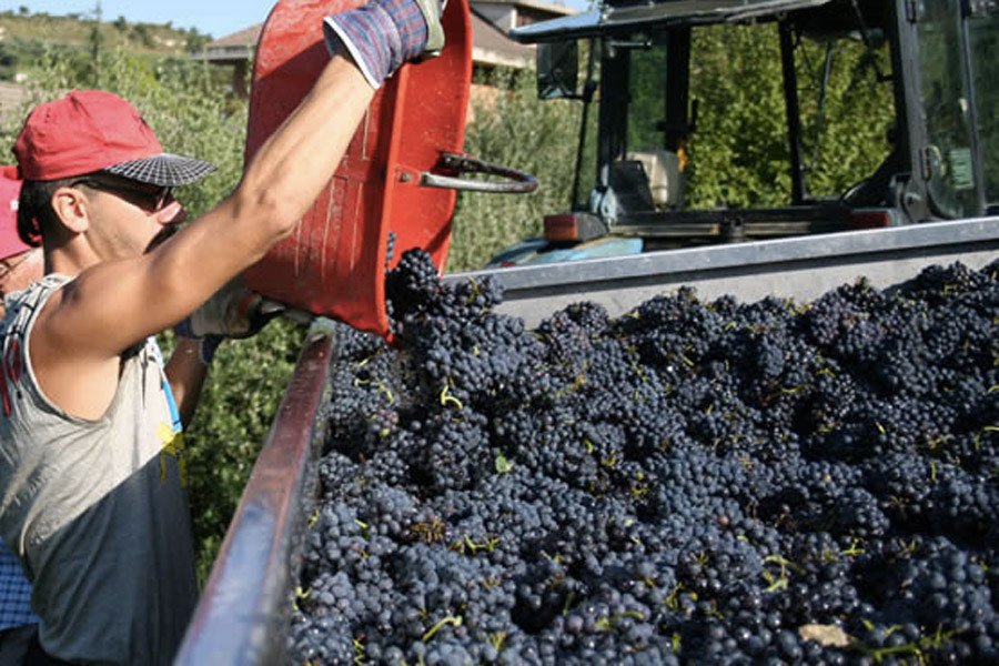 La vendemmia 2016 è ufficialmente iniziata. Ma come si decide quando è il momento giusto… milanowineshop.it/quando-arriva-…