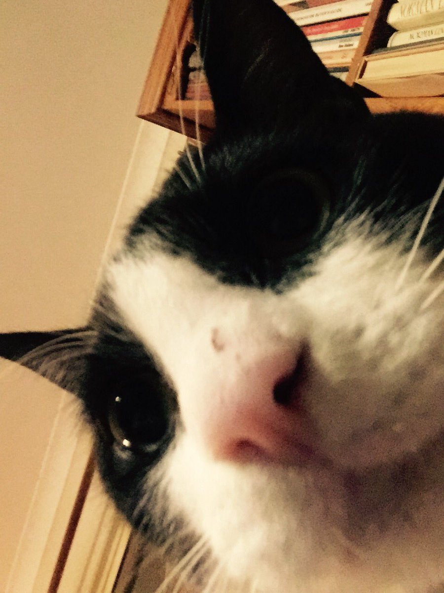 Annie Moffat tweet media