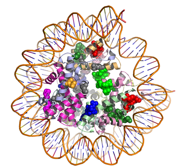 theNCI's tweet image. 3-D View of Mutations May Identify Potential Targets for Cancer Drugs cancer.gov/news-events/ca…