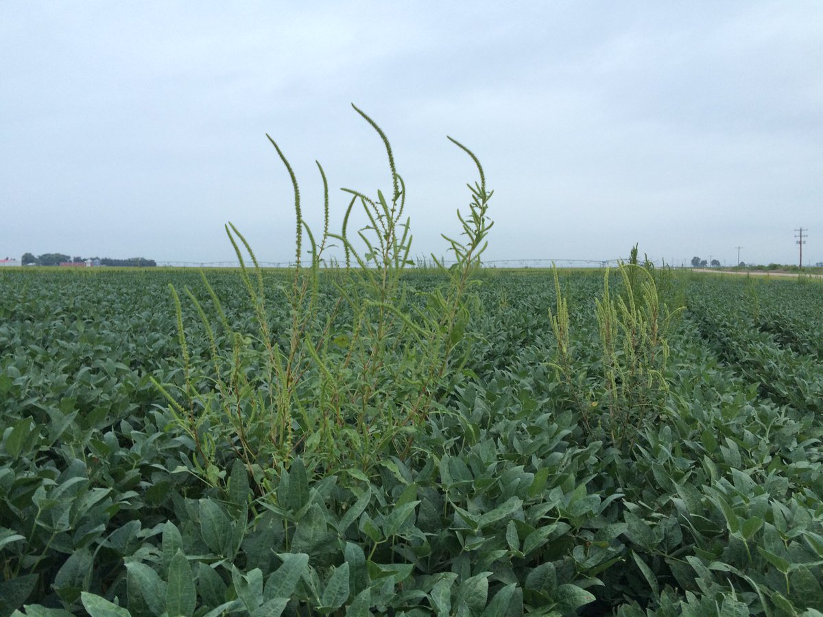 agweb_alison's tweet photo. @croptechcafe You were right. It was UGLY. https://t.co/BQhngHUWxd