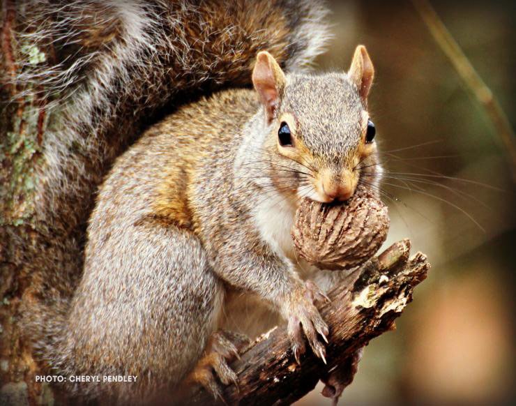 Realtree's tweet image. 5 Reasons Squirrel Hunting is So Popular realtr.ee/9jw Plus tips on how to clean your kill! #Realtree