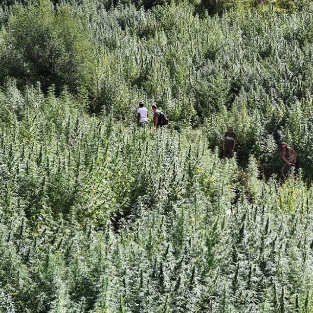 Field of dreams 😍