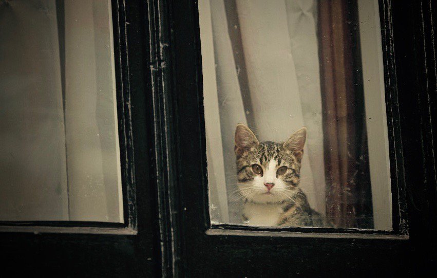 UK pet owners are strongly advised to only let pets out under supervision &amp; keep them indoors at night #UKCatKiller