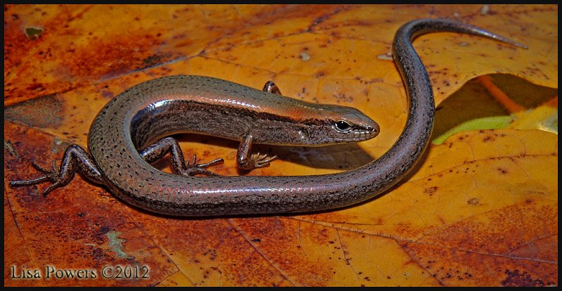 Little brown skink #ReptilesRock #SePARC #PARC @OrianneSociety #TnHerpSoc