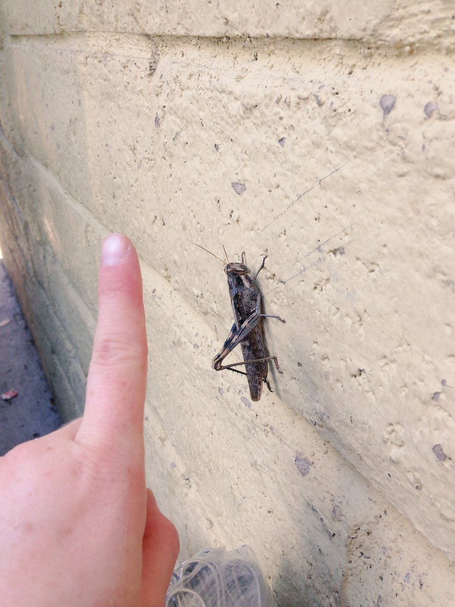 yesitisnicole's tweet photo. I cried #IHATEINSECTS https://t.co/Nvdnl0zfhZ