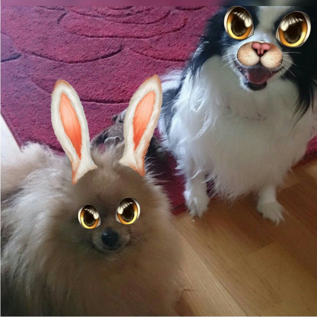 HaleyStarz's tweet photo. @SarahMillican75. Snap chat your pets it's too funny!!  😂 thankyou for your Liverpool show I LOVED it!!!!!!!  ❤️✌️ https://t.co/5lZgDbWkVC