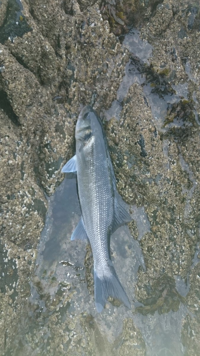 SidJonesfishing's tweet image. Another great bass session.# sidjonesbassguiding#catchingnotcasting#C&amp;amp;R