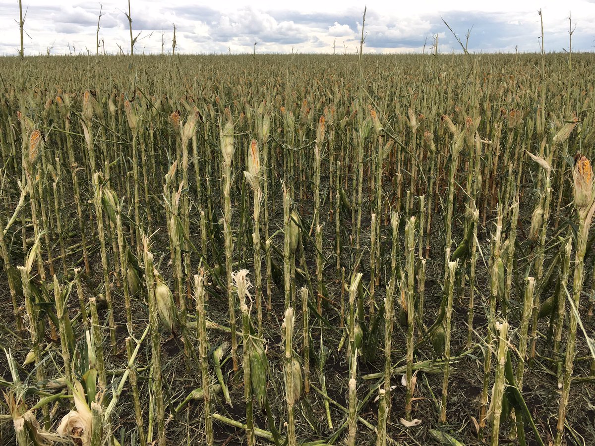 AgCountry's tweet photo. Corn wiped out on 8/18 near Eckelson. Shows why farmers need crop ins. safety net as a part of good US food policy! https://t.co/ta2t9xDmb3