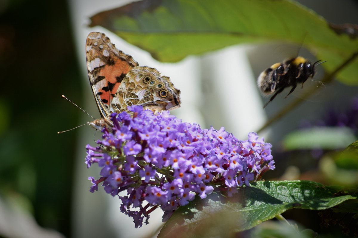 Panacea_para's tweet photo. #migrantspecies #PaintedLady #butterfly have arrived in good numbers #Ventnor #IsleofWight #naturalist #bee #friends https://t.co/dOEgWBYTYm