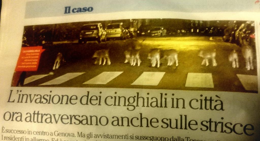 PIPPO_LORUSSO's tweet photo. In Italia sono arrivati i CINGHLES! #Beatles #striscepedonali #foto #cinghiali #abbeyroad #salvoerrori #m2oradio https://t.co/ISCc8BqYmF