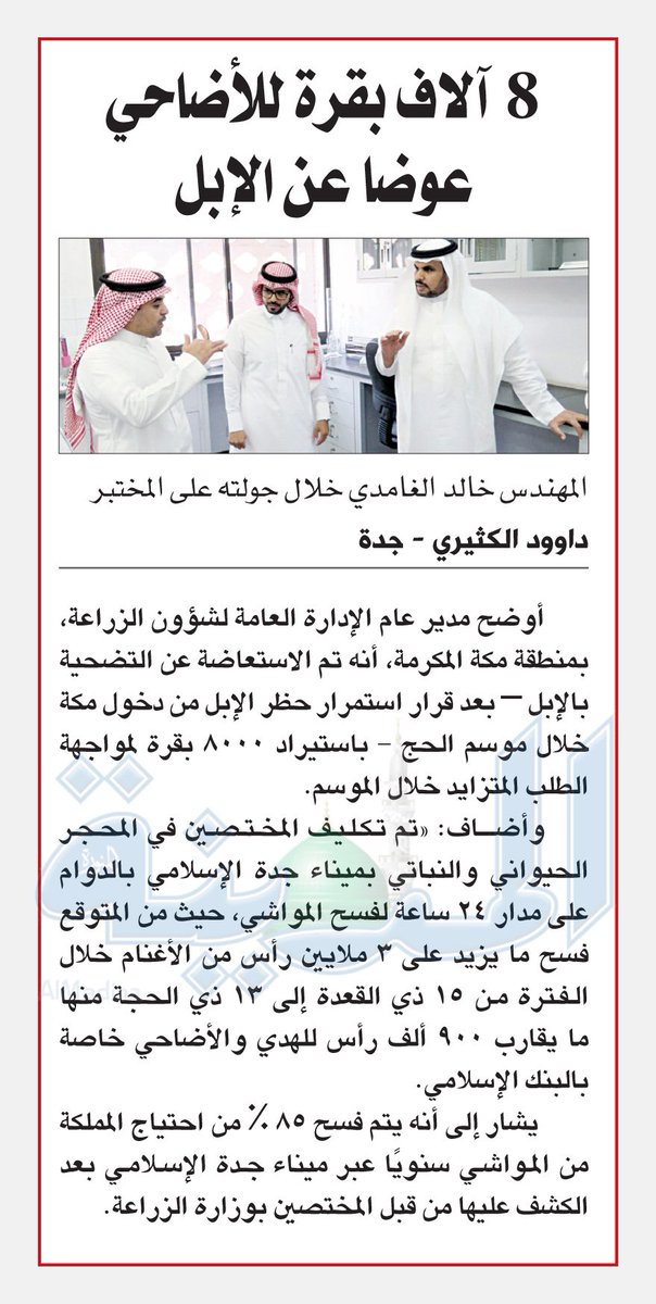 آلاف بقرة للأضاحي عوضا الإبل