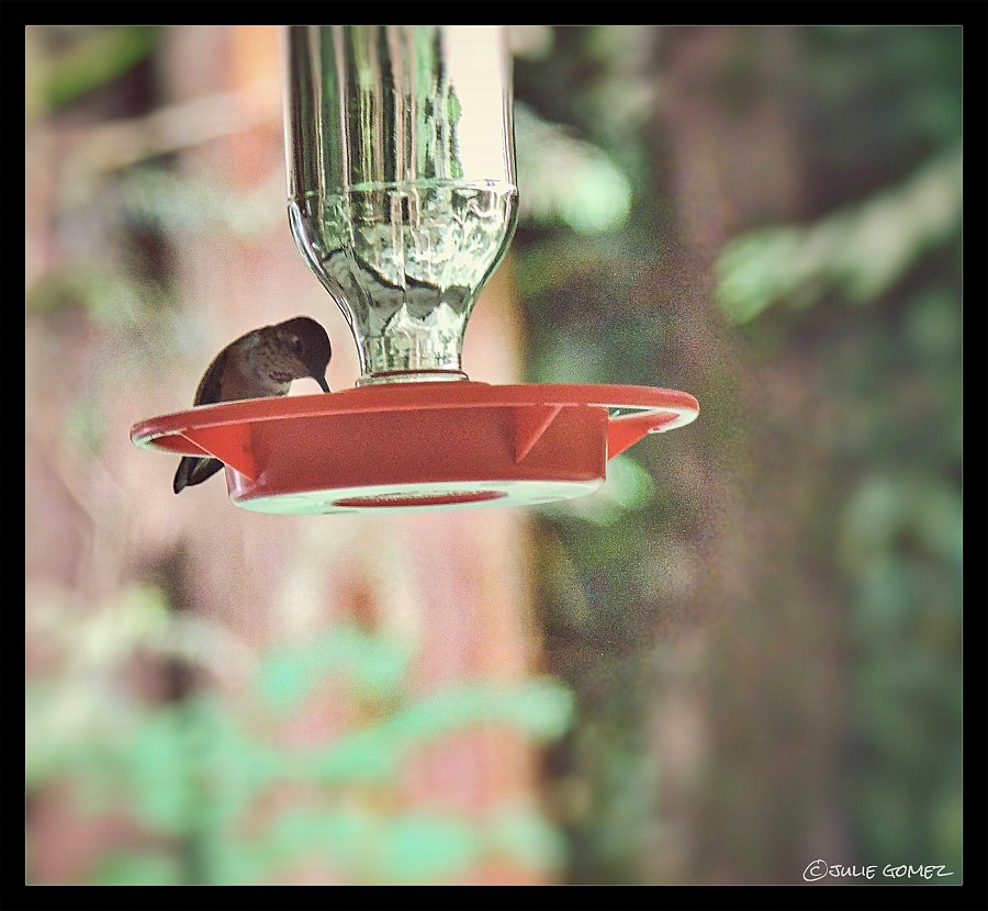 hummingbird
sips sugar water
to fuel her trip to Mexico #haiku #rufoushummingbird