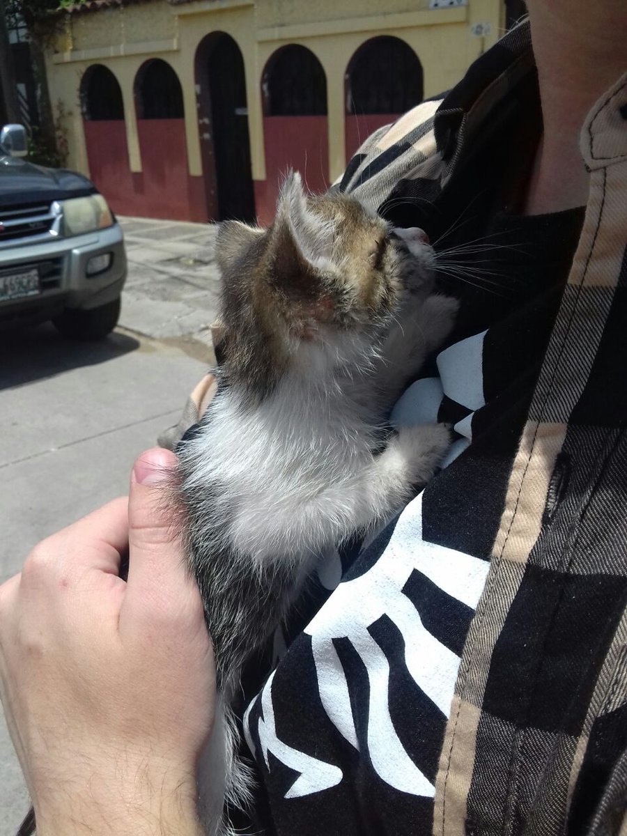 Cutie cat could have been mine :'(