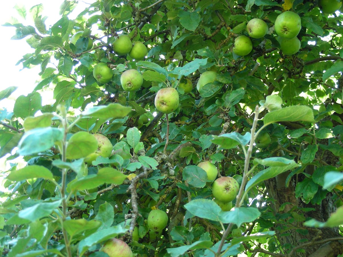 isaac newton apple tree