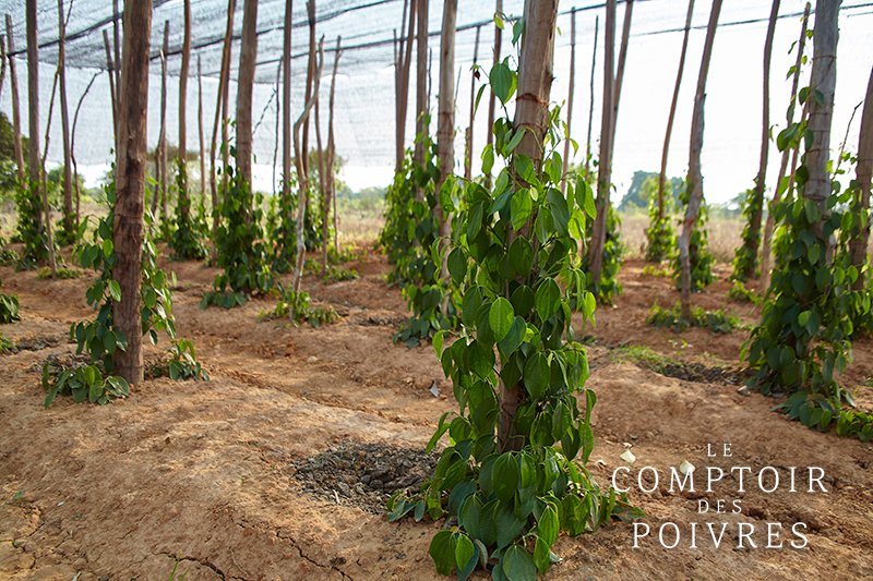 LCDPoivres's tweet photo. Plantation de #poivre à #Kampot, au Cambodge. L'un des meilleurs poivres au monde ! https://t.co/ZhvqvWjK2X https://t.co/5aRFss3grd